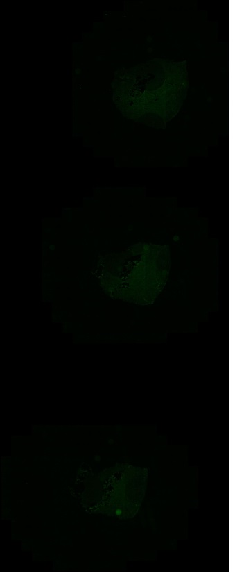 Object Preview