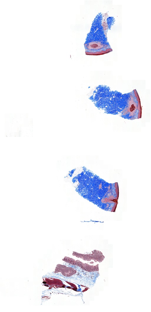 Object Preview