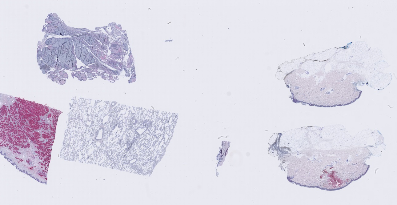 Object Preview