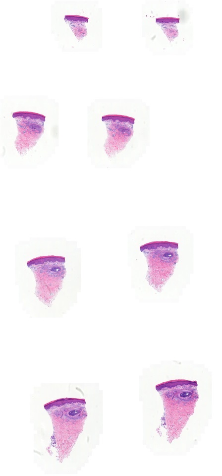 Object Preview