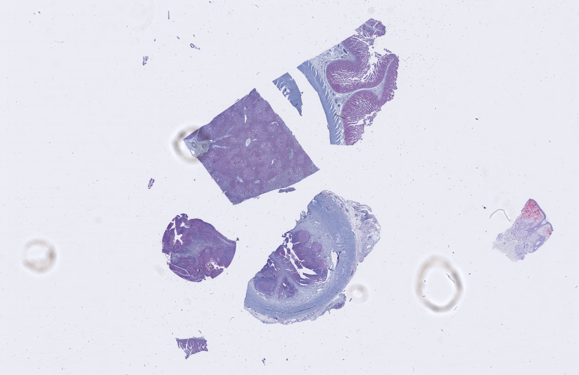 Object Preview