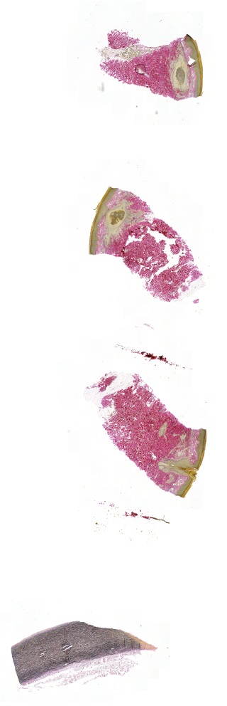 Object Preview