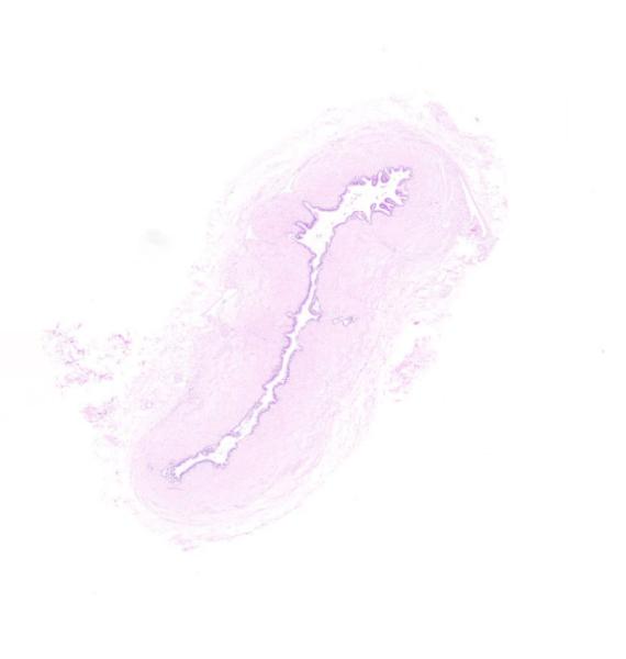 Object Preview
