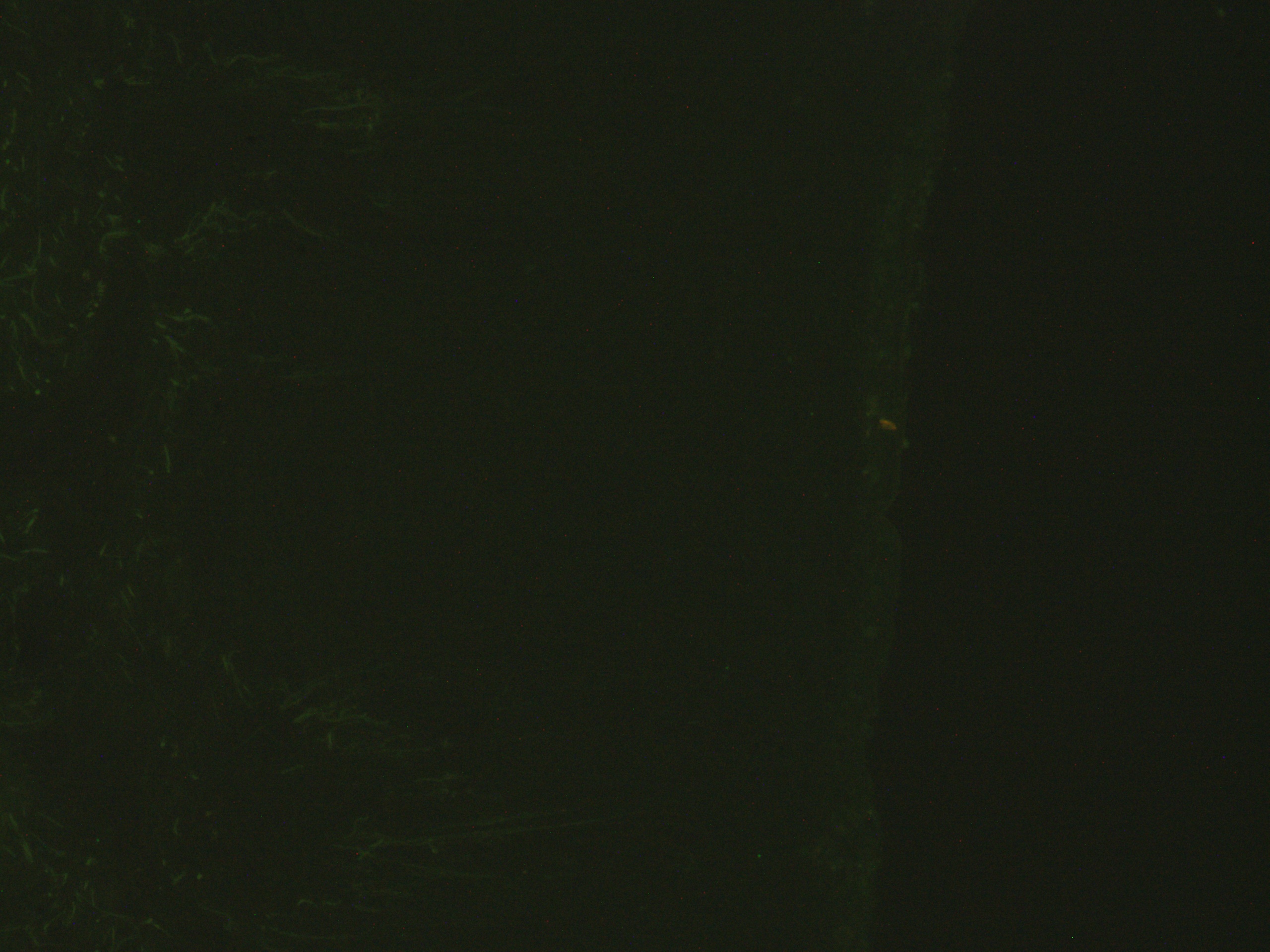 Object Preview