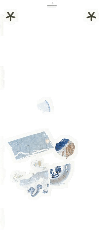 Object Preview