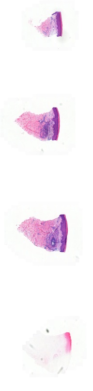 Object Preview